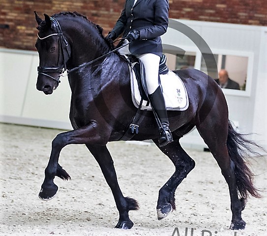 Friesian Norbit SPORT - Sold